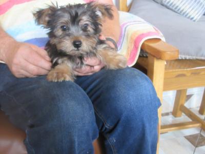 Yorkshire Terrier puppies in Carlow